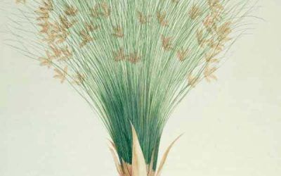 El infinito en un junco, de Irene Vallejo